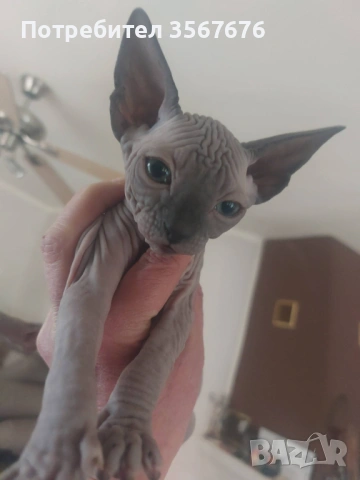 Канадски Сфинкс , снимка 5 - Сфинксове - 54061864