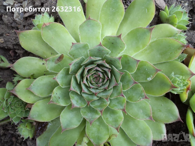 Сукуленти  Дебелец / Алпийска роза