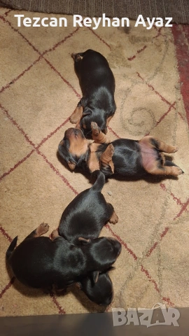 продавам Йорки, снимка 3 - Йоркширски териер - 54205886