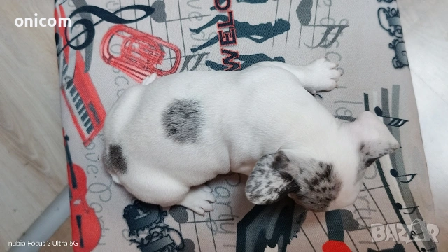 Френски булдог мерле,момче., снимка 2 - Френски булдог - 53925342