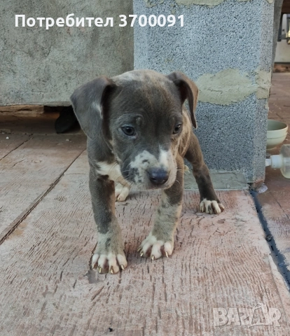 питбул, снимка 2 - Питбул - 52775499