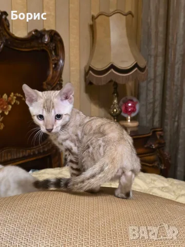 Бенгалски котета