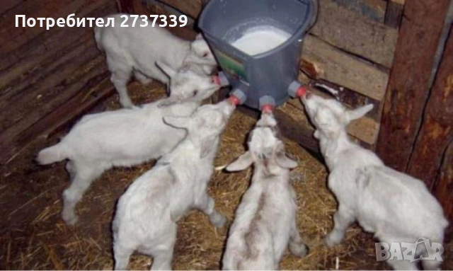 Ярета сукалчета