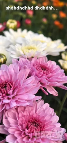 Кълбовидна хризантема 2.80€ за брой , снимка 7 - Градински цветя и растения - 55710756