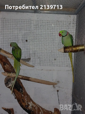 Продавам двойка Голям Александър, снимка 2 - Папагали - 54220545