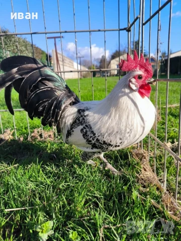 Свободни яйца от Сребърно Брезе Бантам -единствени в България вкарани в България лично от мен , снимка 3 - други­ - 51155393