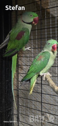 Голям александър, снимка 3 - Папагали - 53933102