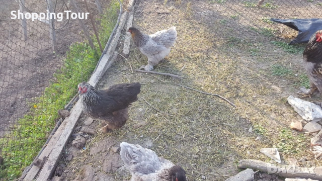 Брами ,яйца ,пилета и големите, снимка 5 - Кокошки и пуйки - 54263198