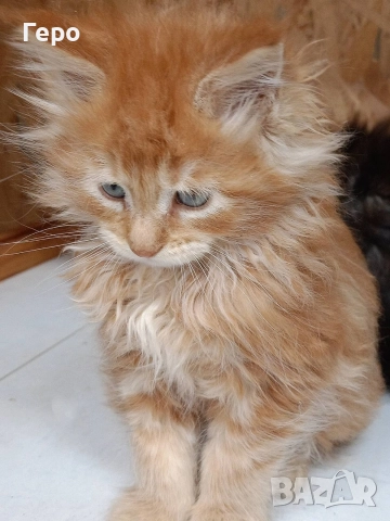 Мейн Куун , снимка 3 - Мейн кун - 52582888