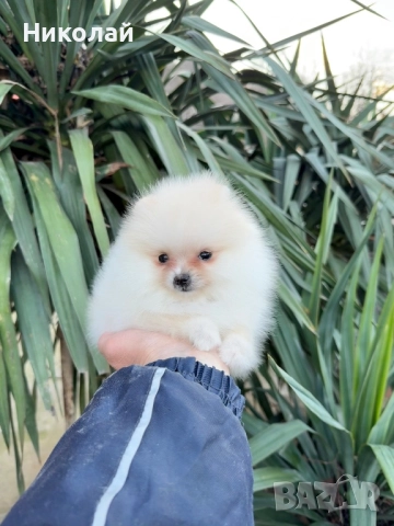 Померан мини момиче със втора ваксина, снимка 2 - Померан - 52931005