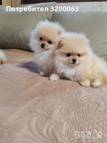 Померанчета мини женски 