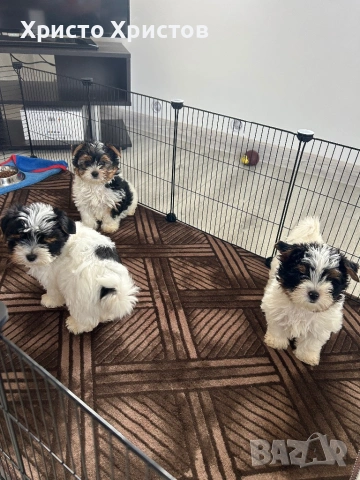 Бивер йоркширски териер