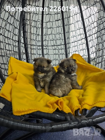 Померан, снимка 2 - Померан - 53323342