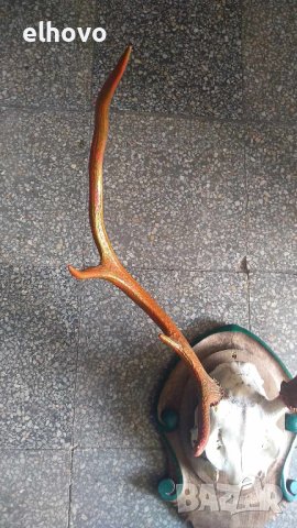 Еленови рога с череп, снимка 5 - Колекции - 42075467
