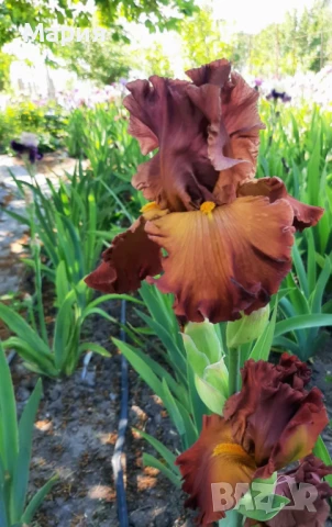 Сортови вискоки ириси /брадати ириси/обикновенни ириси, снимка 14 - Градински цветя и растения - 50578301