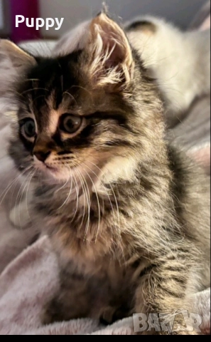 Сибирски горско хипоалергенни , снимка 4 - Сибирски - 51941539