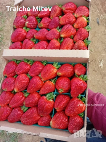 Расад ягоди и малини , снимка 9 - Градински цветя и растения - 54134801