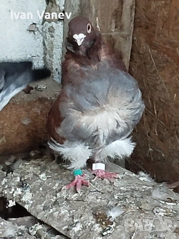 декоративни, снимка 4 - Гълъби - 54241635