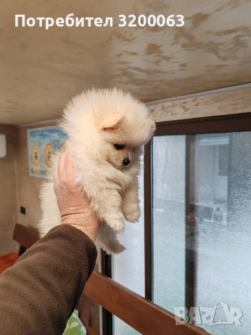 Померан мини шпиц., снимка 6 - Померан - 53913386