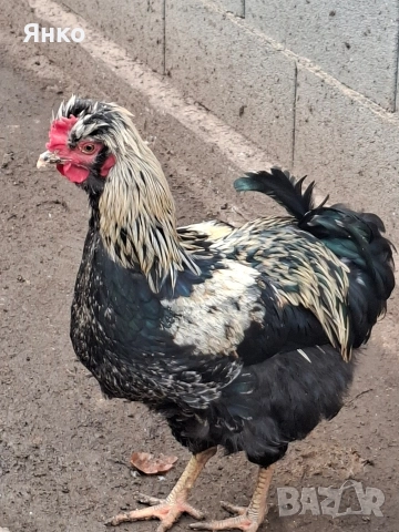 Домашни петли, снимка 8 - Кокошки и пуйки - 52912712