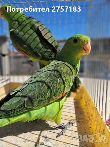 продавам чифт червенокрили папагали 2025 г