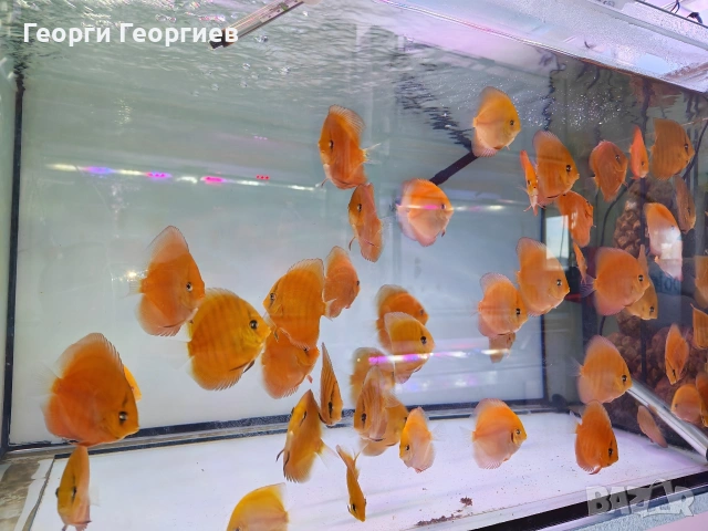 Дискуси, снимка 4 - Рибки - 51439805