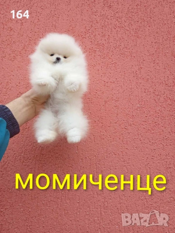 Бели мини Померани. Реални снимки от 04.04.26 г. , снимка 5 - Померан - 54012946