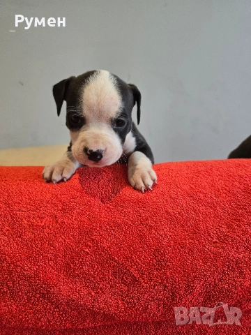 Американски стафордшир териер , снимка 12 - Американски стафордширски териер - 53970216