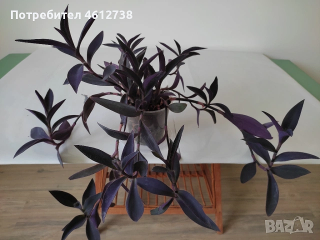 Алое Вера,сциндапсус,драцена,традесканция и хлорофитум, снимка 4 - Стайни растения - 53375558