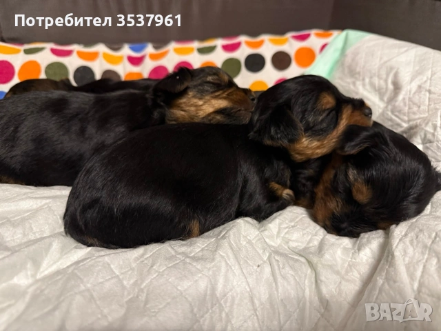 Йоркширски териер (Йорки), снимка 2 - Йоркширски териер - 53984884