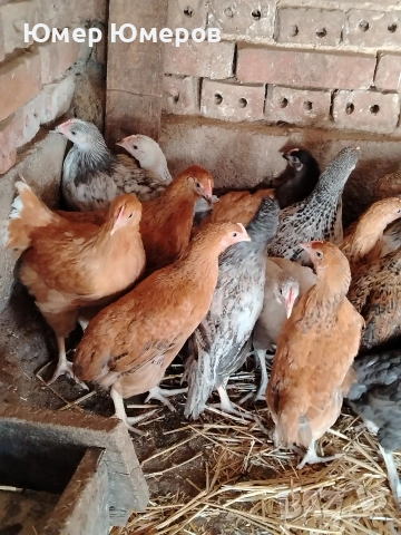 Продавам Млади Ярки , снимка 4 - Кокошки и пуйки - 54243744