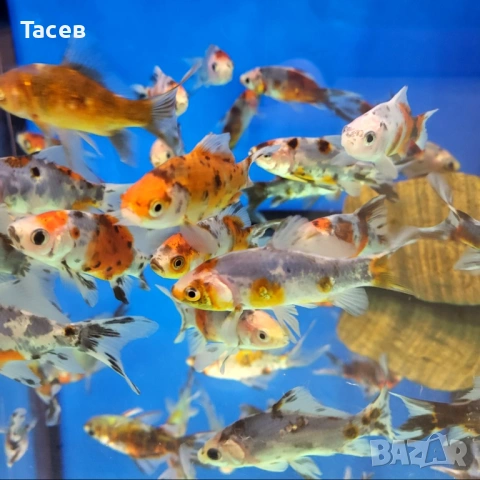 Комети 8-10см