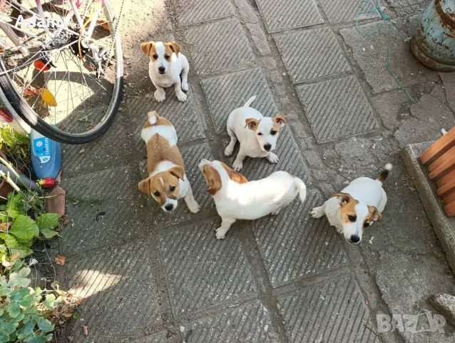 Джак Ръсел Jack Russell, снимка 2 - Джак ръсел териер - 56159610