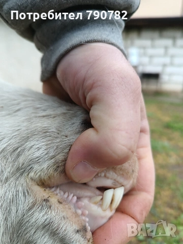 Коза с мъжко яре.