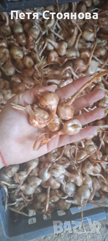 Шафранови луковици, снимка 4 - Домашни продукти - 50898714