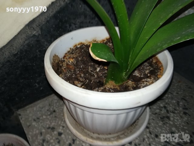 ЦВЕТЕ В САКСИЯ-ПАЛМА 1802240827, снимка 8 - Стайни растения - 44348348