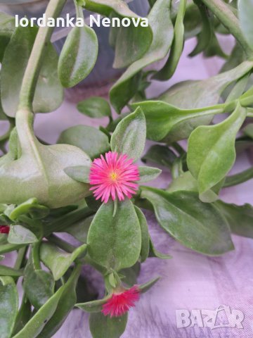 Аптения, снимка 3 - Стайни растения - 35151359