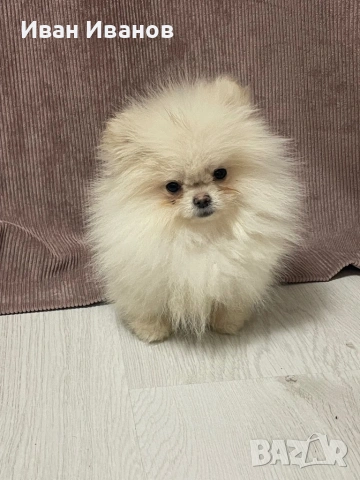 Мъжко Померанче