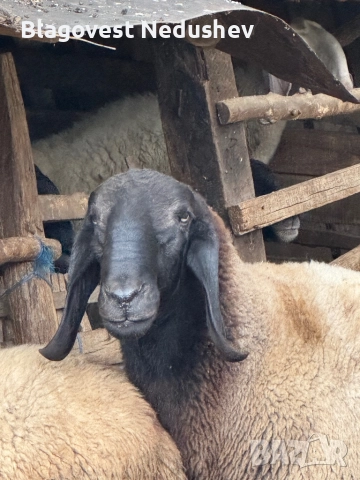 Овен плевенски черноглав, снимка 2 - Овце - 52135634