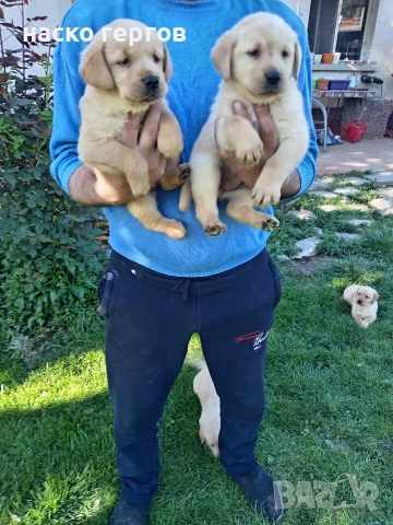 перфектни чистокръвни лабрадори