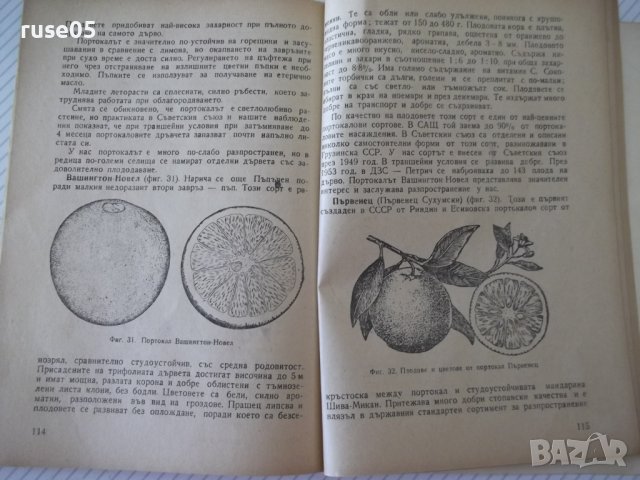 Книга "Цитрусовите растения у нас - С.Серафимов" - 144 стр., снимка 6 - Специализирана литература - 40060658