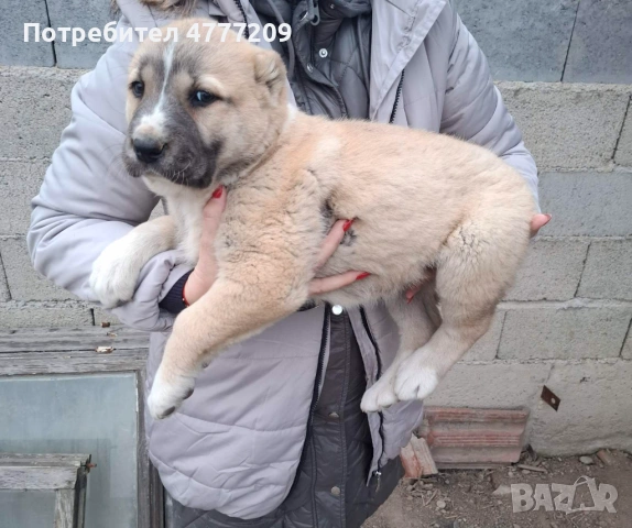 САО-АЛАБАЙ женско