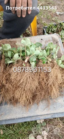 Разсад ягоди целогодишни , снимка 12 - Разсади - 49716826