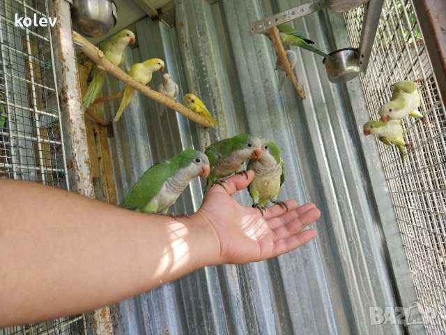 Ръчно хранени папагали монах  2024г , снимка 9 - Папагали - 40805832