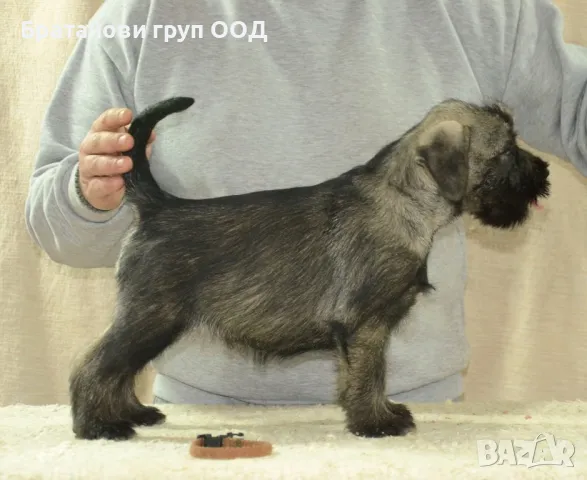 Среден Шнауцер женски кученца, снимка 3 - Други - 49301098