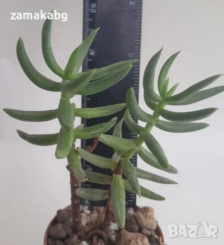 Красула тетрагона (Crassula tetragona), сукулентно растение