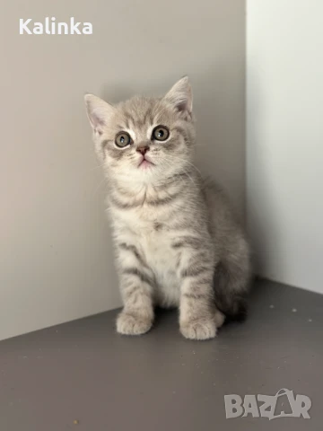 Британско късокосместо таби, снимка 9 - Британска късокосместа - 50895217