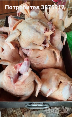 продавам бройлерни кокошки за клане, снимка 3 - Кокошки и пуйки - 51937091