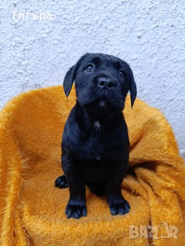 Кане Корсо с Паспорт и 2 Ваксини над 2 месеца !, снимка 5 - Кане корсо - 52793038