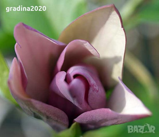 Magnolia Black Beauty - Черна красавица, снимка 4 - Градински цветя и растения - 29894955